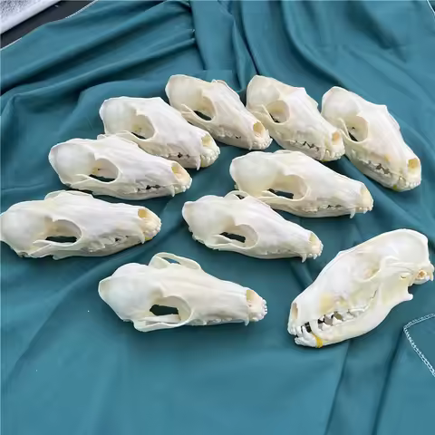 1/2/3/5/10 pcs Real Fox Skull taxidermy real bone skeleton Halloween decoration gift