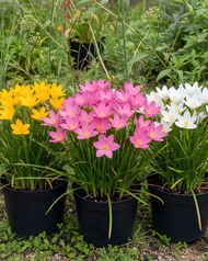 Tanaman hias bibit bunga Lily hujan/ rain lily ( paket 3)