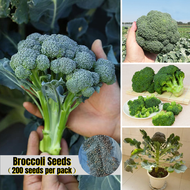 [Easy To Grow In Malaysia] 200pcs Green Tropical Broccoli Seeds Benih Brokoli  Broccoli Seeds  Organic Vegetable Seeds Herbs Seeds Flowering Cabbage Seeds Vegetable Seeds Basic Farm House Indoor and Outdoor Plants Real Live Plant for Sale B