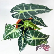 [Indoor Plant] Alocasia Bambino by LS Group