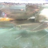 ikan hias ikan arwana silver besar