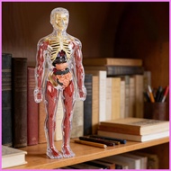 Human Anatomy for Kids Educational Human Body Toy Interactive Anatomy Model for Home School Kinderga