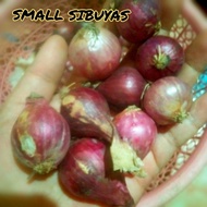 SMALL ONIONS/ LASONA/LASUNA/MALILIIT NA SIBUYAS( Ship out Agad)