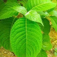 Pokok Ketum Ayam....