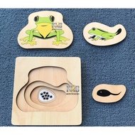 Frog Life Cycle, montessori Development of Frog