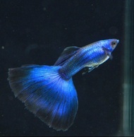 Moscow Blue Guppy墨西哥蓝孔雀魚（3Pair)