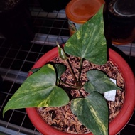 anthurium pterodactyl variegata - 01 - sp