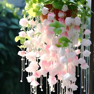 Weeping Begonia Seeds Upright Long Vine Potted Plant Indoor Outdoor Balcony Potted Plant Four Season
