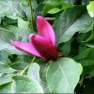 tanaman hias bunga kantil ungu
