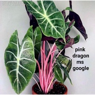 alocasia dragon pink