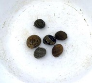 ［彩蝦屋］彩蛋螺 角螺 笠螺 黑金剛螺  羊角螺 水族缸除藻螺 缸壁清潔 除藻生物 飼料