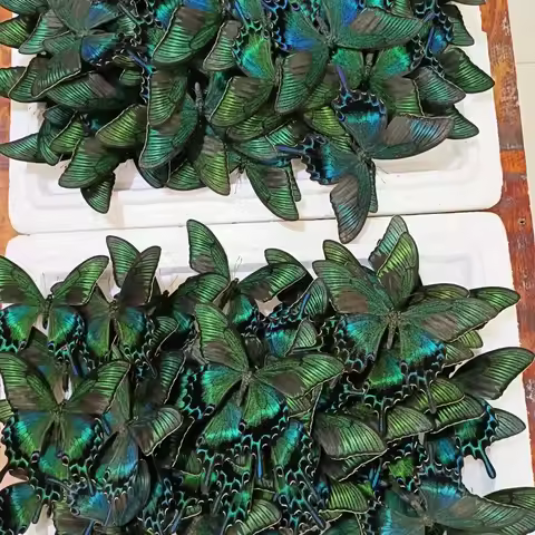 6-100 pcs natural Real Butterflies Specimen (Papilio maackii）