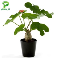tanaman hias jatropha podagrica jarak bali ukuran besar Tanaman Hias Indor Outdor Jarak Bali Tanaman