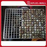 221 Hole Quail Egg Tray 36x50x3cm Heavy Duty Quail Egg Tray Universal Incubator Tray