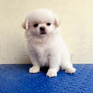 Pekingese mix Chihuahua Betina