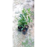 Anak pokok Limau Kasturi