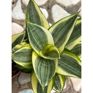 Sansevieria Golden Hanii / Lidah Buaya Pasu no 90 / Lidah buaya