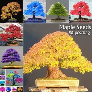 【Quick Delivery】50 PCS Mixed Colors Japanese Maple Seeds for Planting (available In Blue, Red, Purple, and Gold) Air Purifier Bonsai Pot Maple Tree Flower Seeds Vegetable Flower Plants for Sale Garden Decoration Indoor Plant Cny Easy Germination Fast Grow