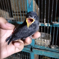 Burung srigunting abu-abu anakan mata putih
