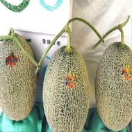 isi 5 Biji melon yubari /Biji Benih