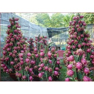 Dragon fruit white bonsai seed