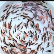 Bibit Ikan Koi 10 Ekor Uk 4-6 Cm