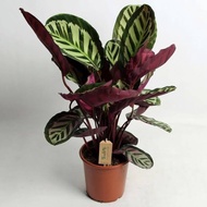 Calathea Roseopicta 'Cora' (Live Rare Plant - Limited Stocks Only) with FREE garden soil, plastic pot and marble chip pebbles