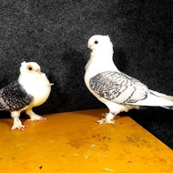 Merpati hias santinet