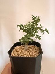 Commiphora capensis開普敦橄欖（露養白皮），塊根植物，多肉植物