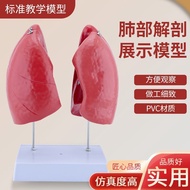 Natural Big Lung Anatomy Model Human Body Lung Anatomy Model Lung Anatomy Display Teaching Model Med
