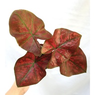 Caladium Festivia Plant - Fresh Gardening Indoor Plant Outdoor Plants for Home Garden