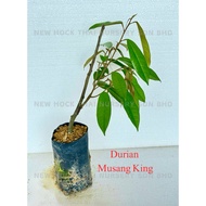 Benih Durian Musang King (D197) Plant