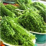 [HALAL] 海葡萄(绿色鱼子酱) / Sea Grapes (Green Caviar)/ Latok - 100g