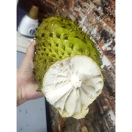 15 BIJI ENIH BUAH DURIAN BELANDA