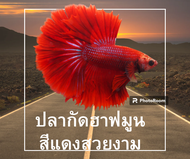 ปลากัดฮาฟมูนสีแดงสวยงาม เพศผู คัดเกรด (มีรับประกันสินค้า)(มีเก็บเงินปลายทาง)