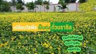 เม็ดพันธ์ถั่วบราซิล (บรรจุ 100 เมล็ด) ลดล้างสต็อก