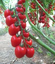 粉玉女小番茄種子 種籽櫻桃小西紅柿聖女果種籽番茄苗四季蔬菜種子 種籽