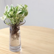 水培植栽│白金葛_室內植物 辦公室盆栽 平口時尚加厚花器