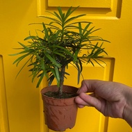H2O - Podocarpus Japan (Small P90) 日本罗汉松 (小P90) Bonsai Plant Live Plant