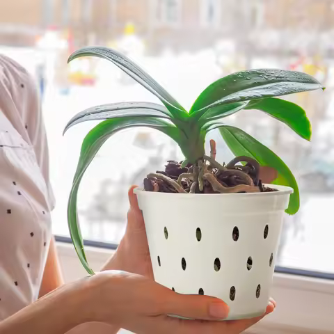 D9 Set Of 5 White Orchid Pots Flowerpot With Trays 5x Transparent Seedling Cups For Moth Orchids Inc