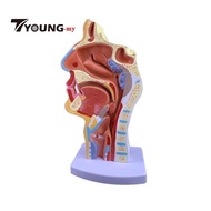 [Available] Human Anatomical Nasal Cavity Throat Anatomy Model 4.74.79.5 Inches