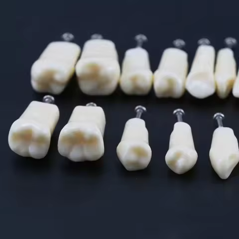 10Pcs/Pack Dental Typodont Teeth Model Replacement Fit NISSIN Screw-in Resin Denture Practice Studyt