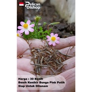 Kenikir Seeds 30 Pcs Ready to Plant White Pink Cosmos Seeds Flower Ramidang Randamidang Ulam Raja Sa
