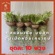 ทิลแลนเซีย บนลูกตีนเป็ดห้อย เคราฤาษี  ชุดละ 10 พวง