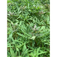 Benih Pokok Ubi Keledek Cilembu / ubi madu / sweet patato /pucuk ubi segar/ ubi keledek manis