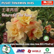Adenium bunga tumpuk "Return of the king"