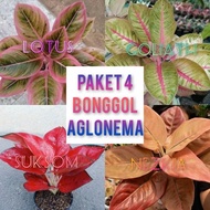 Promo!! PAKET Isi 4 Tanaman Hias Aglonema - Bonggol Aglonema (ASLI