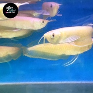 ikan hias ikan arwana brazil silver albino tankmate