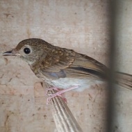 burung srdc ori bali trotolan