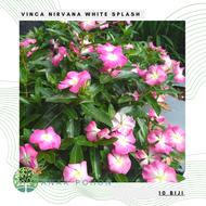 (10 Biji) Benih Bibit Biji - Bunga Vinca Sultan Nirvana White Splash Rare Jenis Langka Flower Seeds